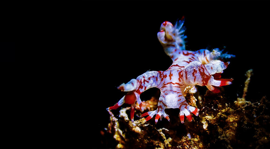 adamsii bornella