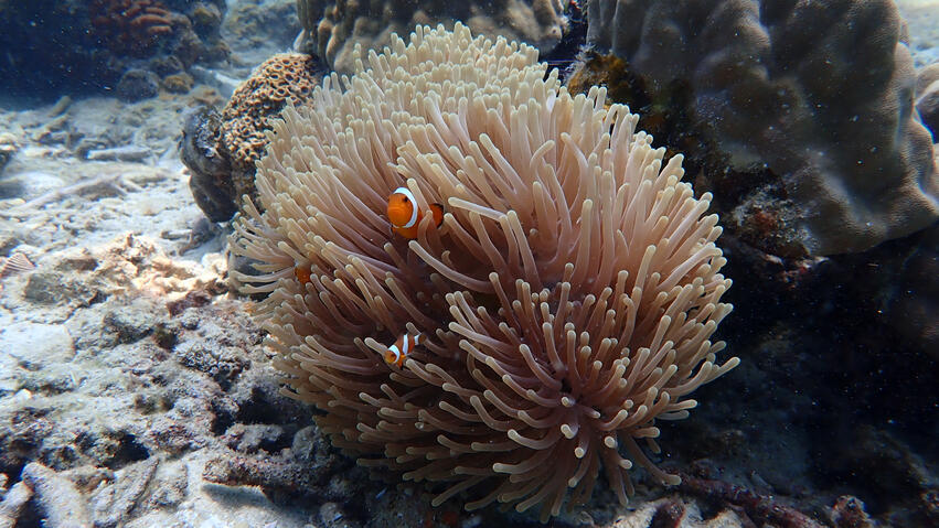 nemo