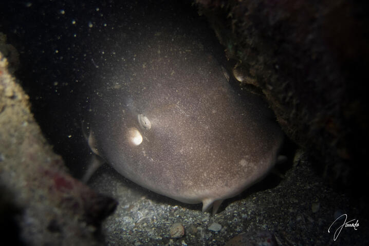 bamboo shark