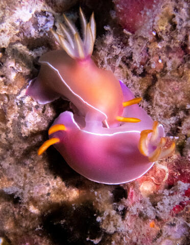 Bullock's Hypselodoris