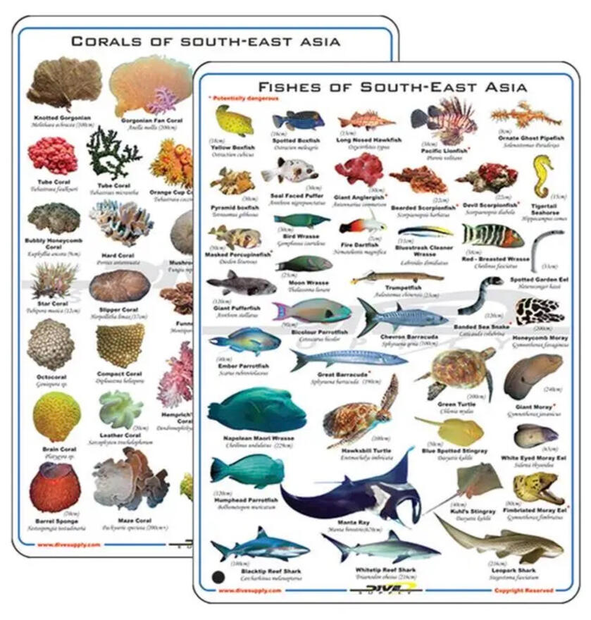 #sec-diveaccessories diveaccessories